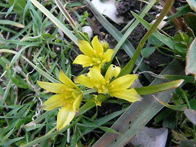 Gagea granatellii